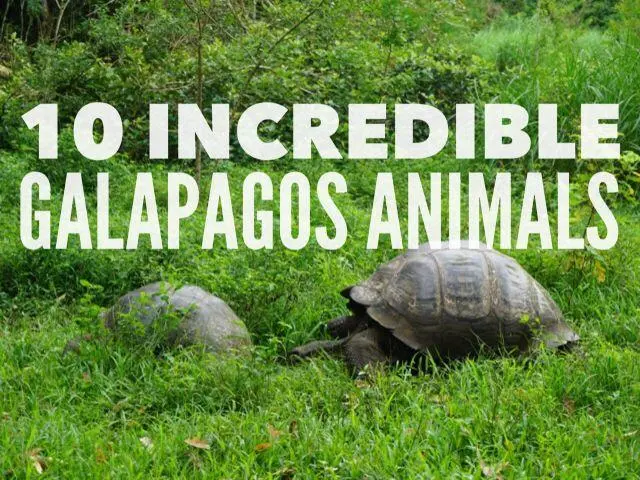 Mengintip Kehidupan Satwa Liar di Galápagos