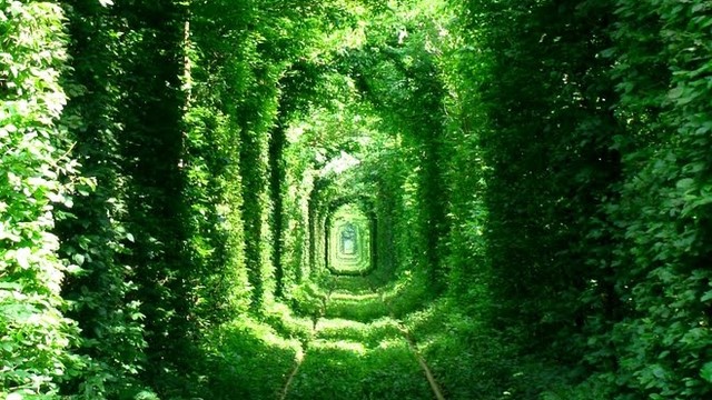 Love Tunnel: Lorong Romantis di Tengah Hutan Ukraina